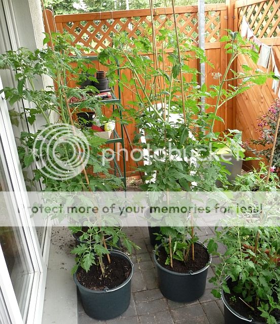 Tomaten1506sehrklein.jpg