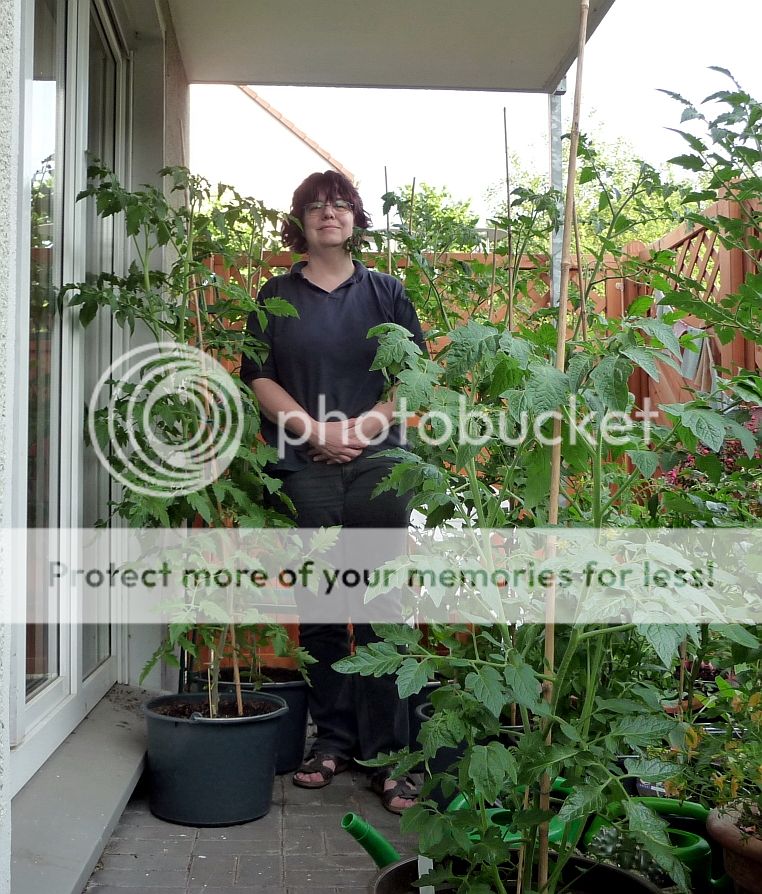 Tomaten170610kleiner.jpg
