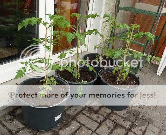 TomatenimEndtopf0905sherklein.jpg