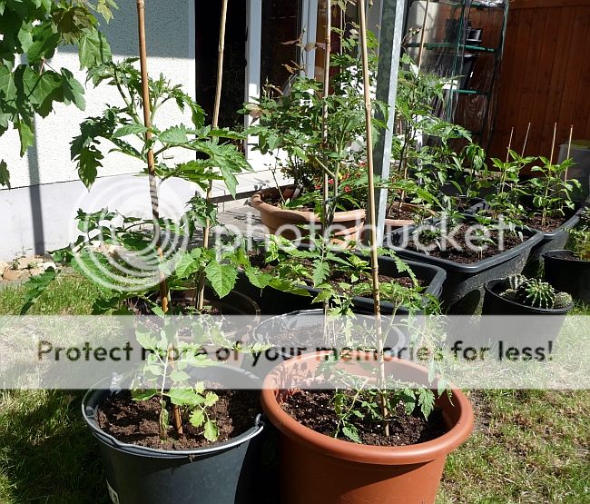 TomatenundChilis2305nachmittagssehr.jpg