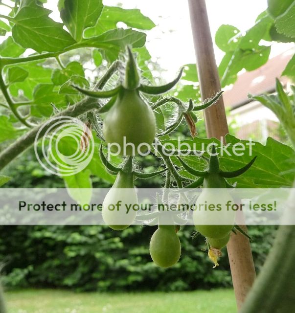 nichtmehrsoooltteYellowPearshaped15.jpg