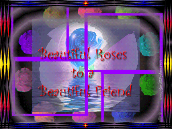 Beautiful Roses Pictures, Images and Photos