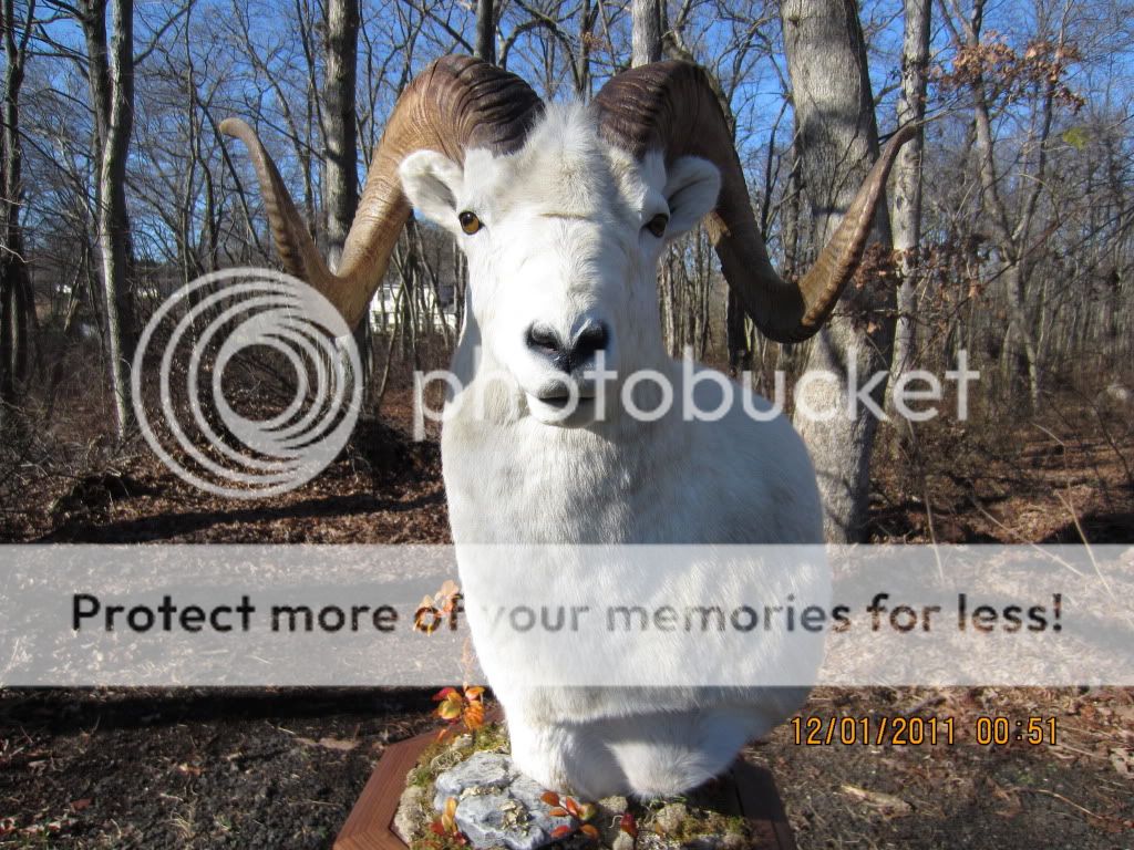 Dall Sheep Pedestal Mount (pix`s)