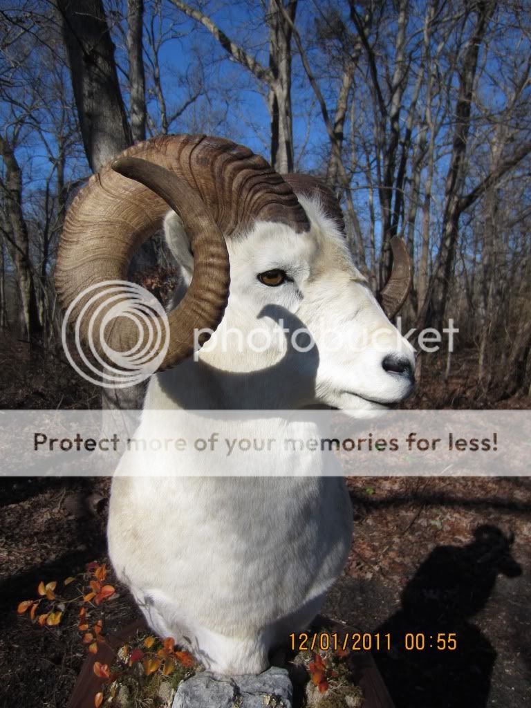Dall Sheep Pedestal Mount (pix`s)