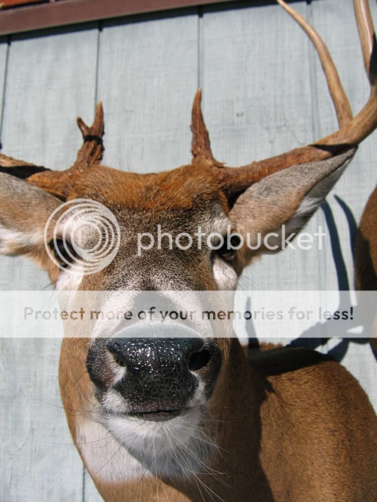 1 New Jersey Typical Archery Buck for 2009 (pix) New Jersey Hunters