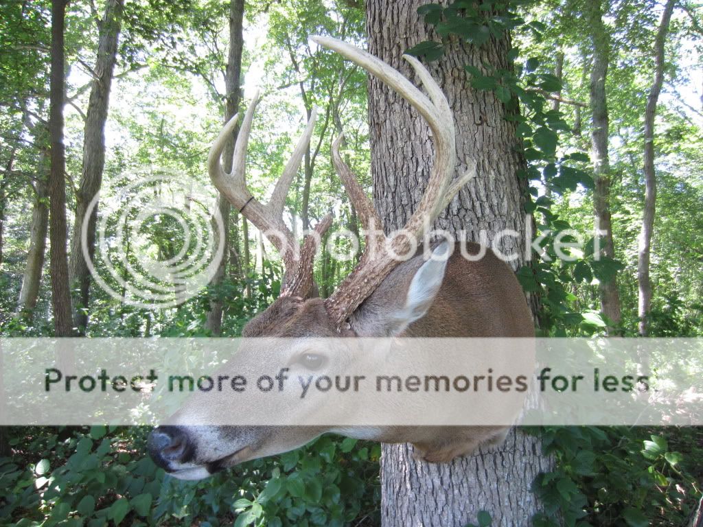 Bandgetters 2011 Kansas Archery Buck (pix`s) New Jersey Hunters