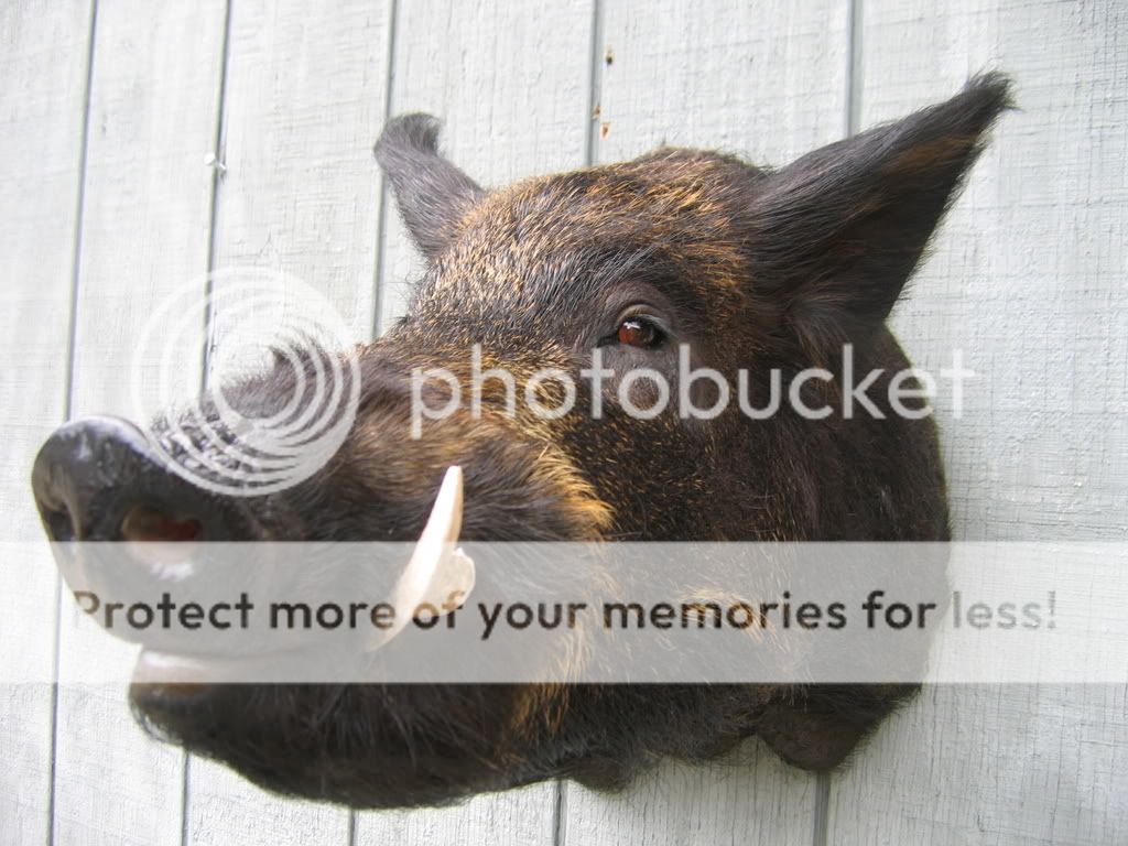 Preview image for a collapsed post.