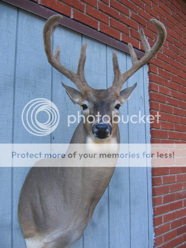 200lb Whtetail,Freeze Dried Velvet Antlers (pixs) New Jersey Hunters