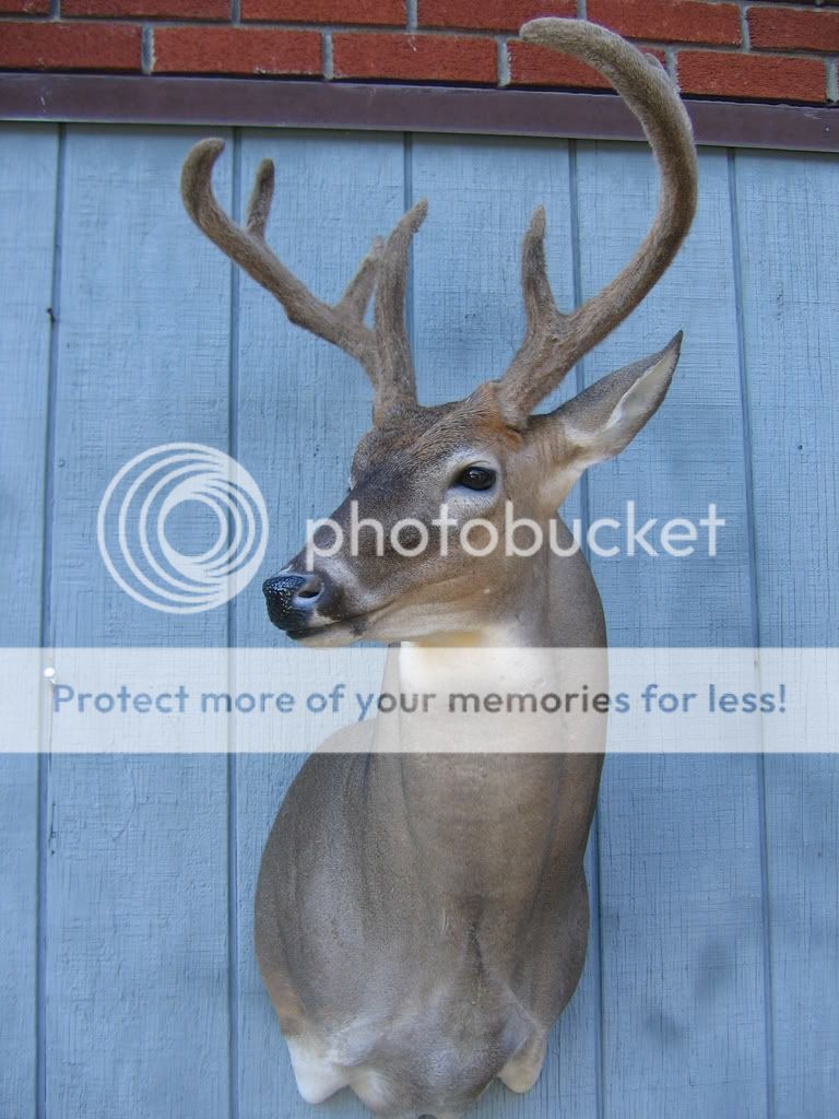 200lb Whtetail,Freeze Dried Velvet Antlers (pixs) New Jersey Hunters