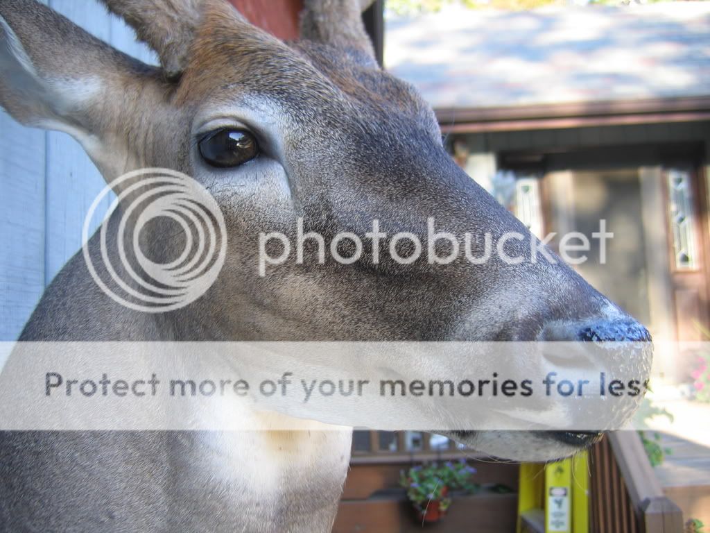 200lb Whtetail,Freeze Dried Velvet Antlers (pixs) New Jersey Hunters