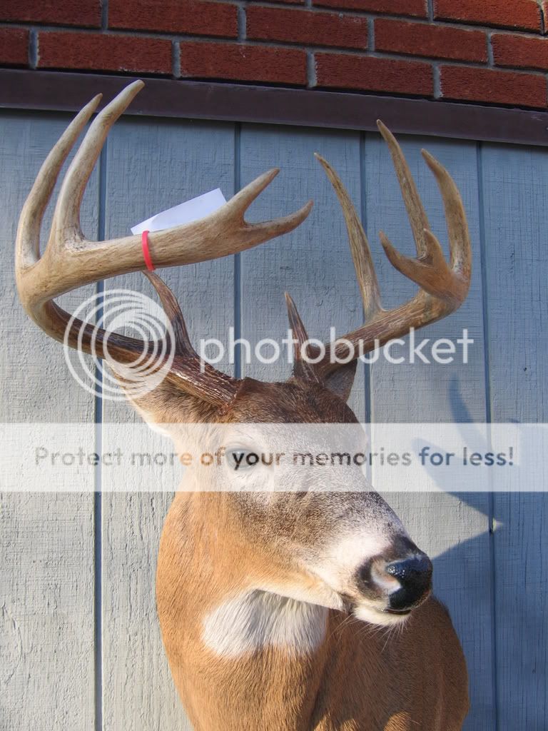 12 PT Archery Buck,From Ohio (pixs) New Jersey Hunters