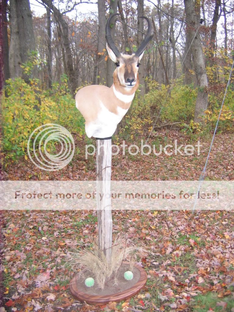 Pronghorn Pedestal Mount (pix`s) New Jersey Hunters