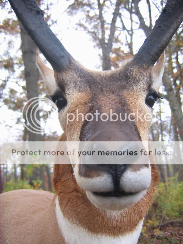 Pronghorn Pedestal Mount (pix`s) New Jersey Hunters