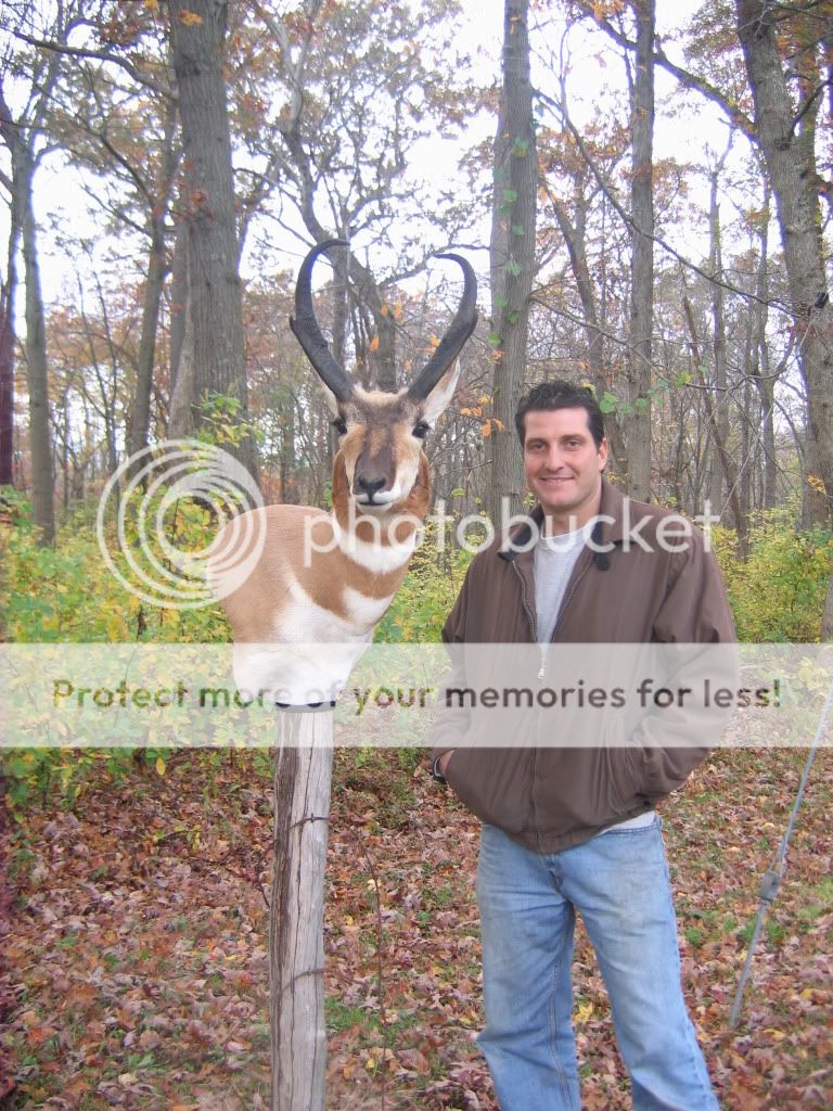 Pronghorn Pedestal Mount (pix`s) New Jersey Hunters