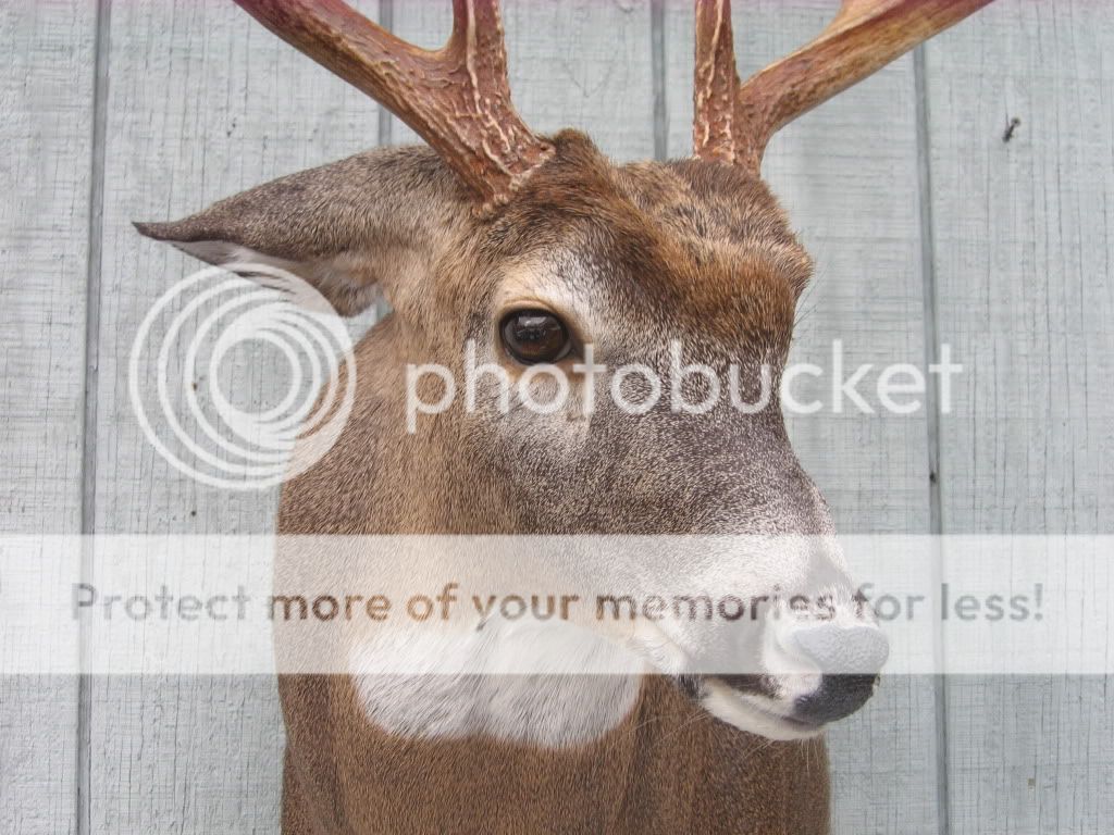 Aggressive whitetail mount(pix`s)