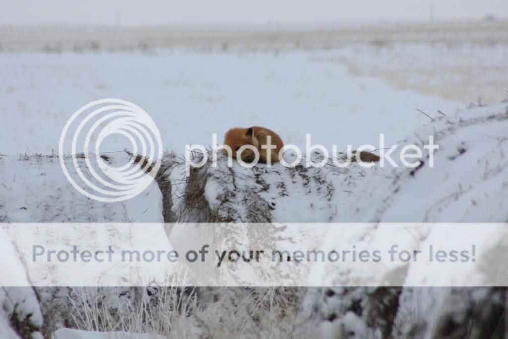 Mystery solved....maybe! - Poultry