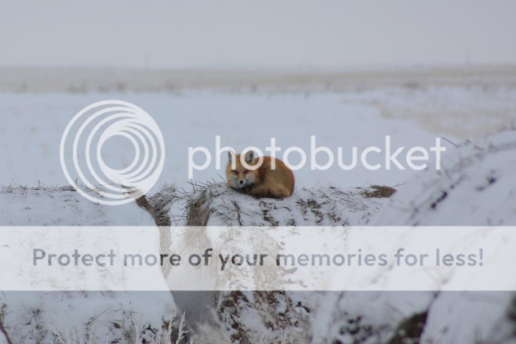 Mystery solved....maybe! - Poultry