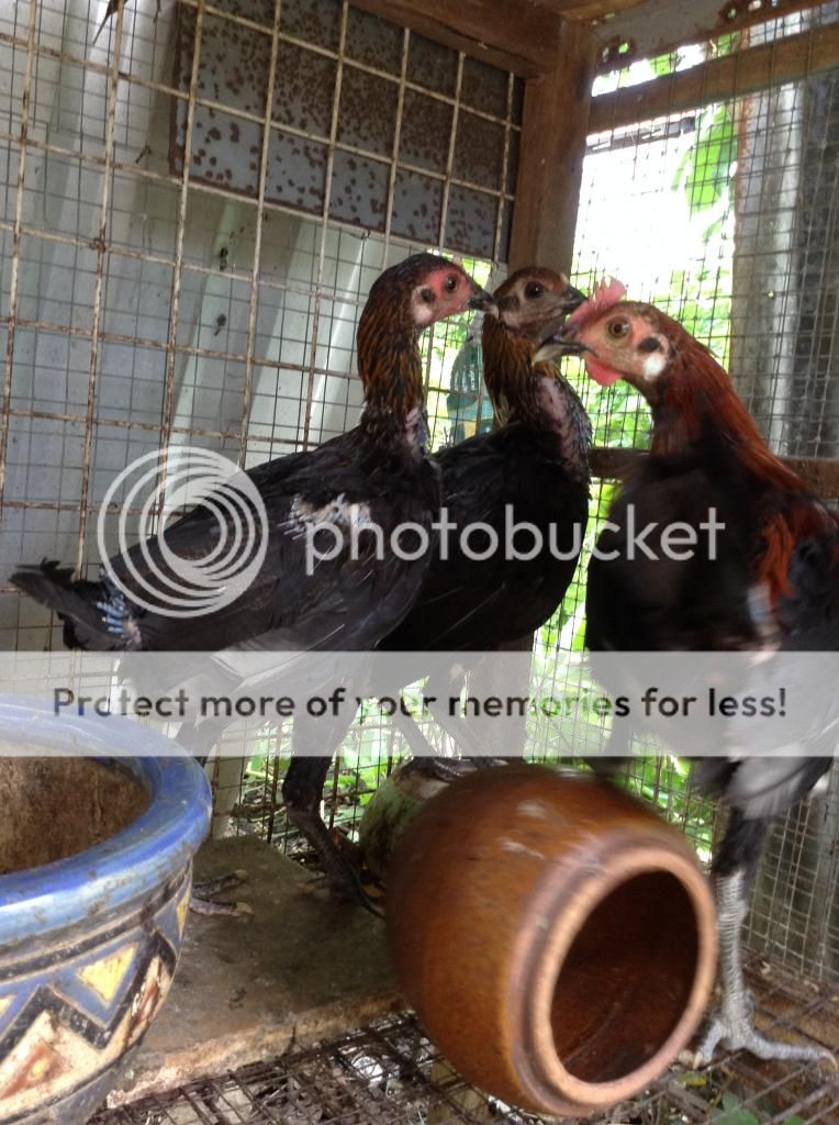 [TPHCM] Bán gà Peru rặc (1 trống 2 mái) giá 3tr