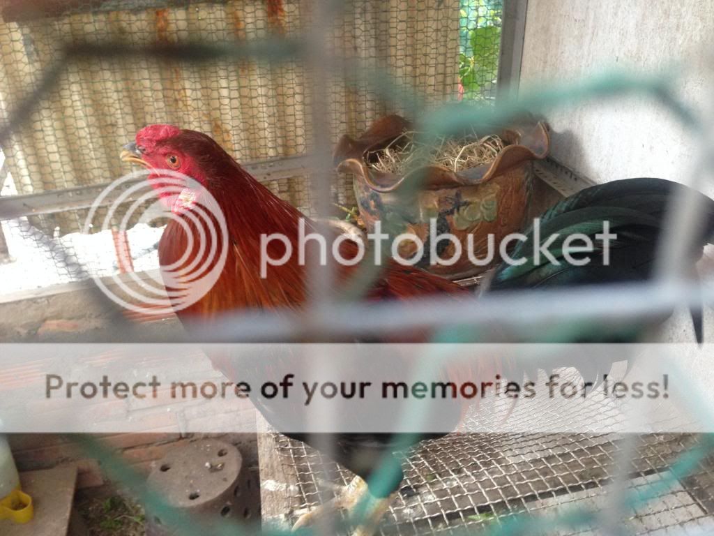 Gà Peru giá tốt [Hóc Môn, TPHCM] - 5