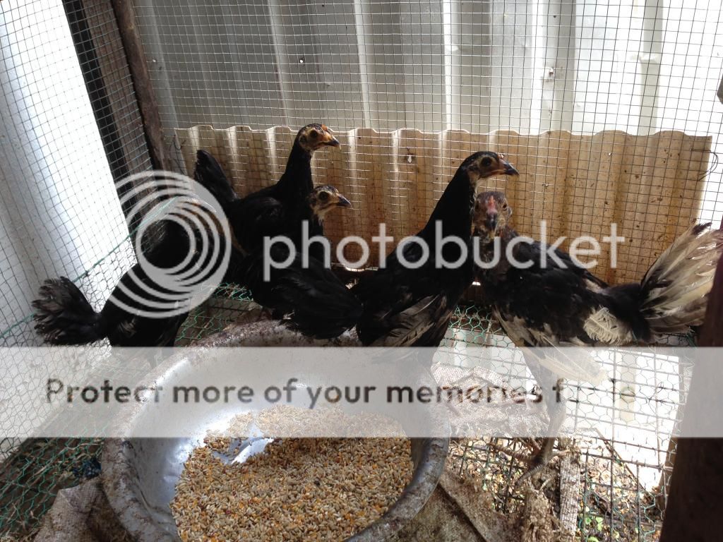 Gà Peru giá tốt [Hóc Môn, TPHCM] - 2