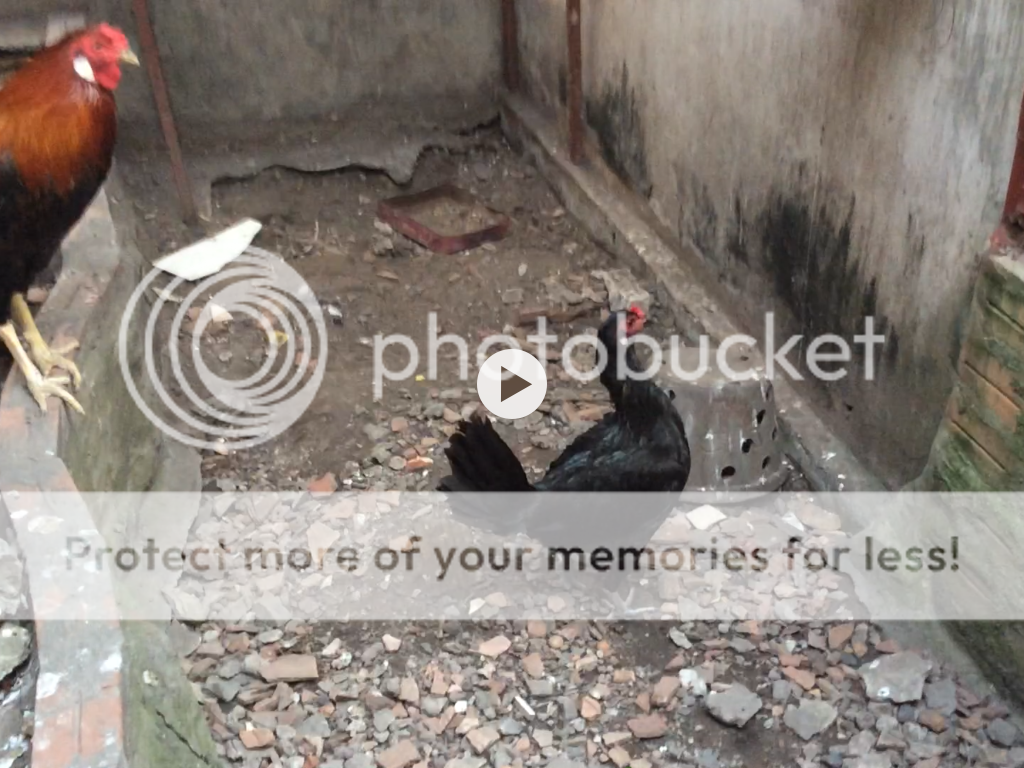 [TPHCM] Gà Peru nọc rặc giống - 4