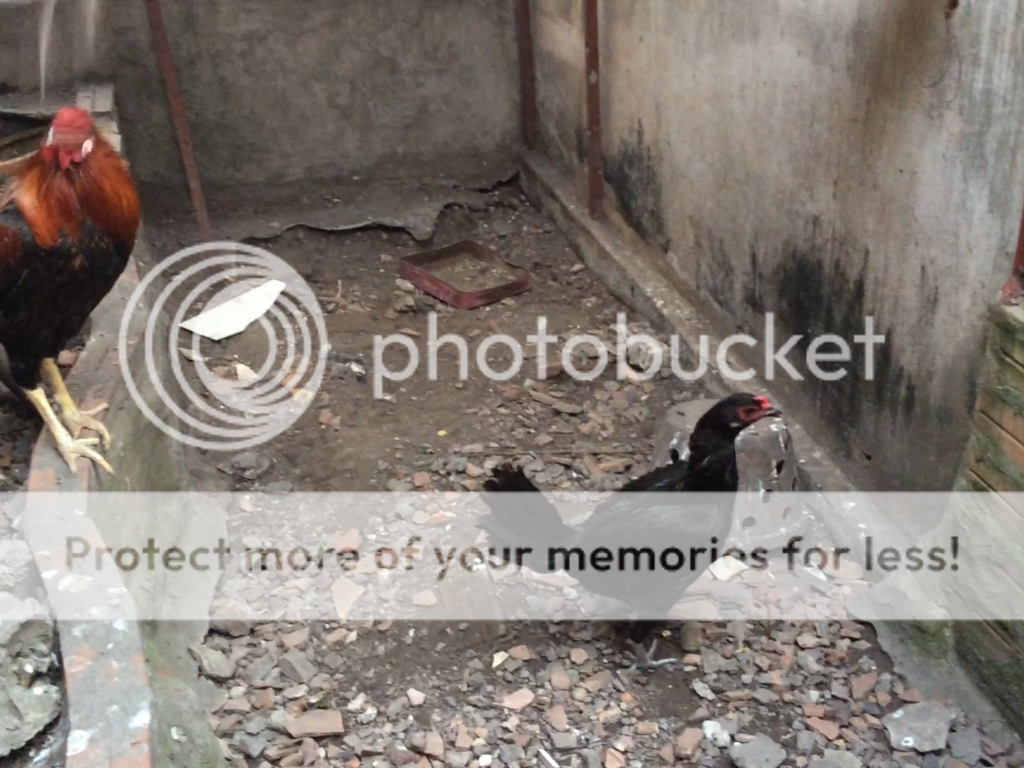 [TPHCM] Gà Peru nọc rặc giống - 3