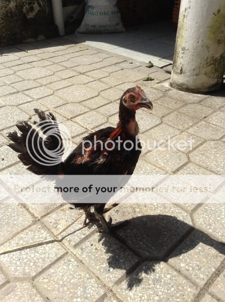 [HCM] Thanh lý gà Peru giá rẻ - 3